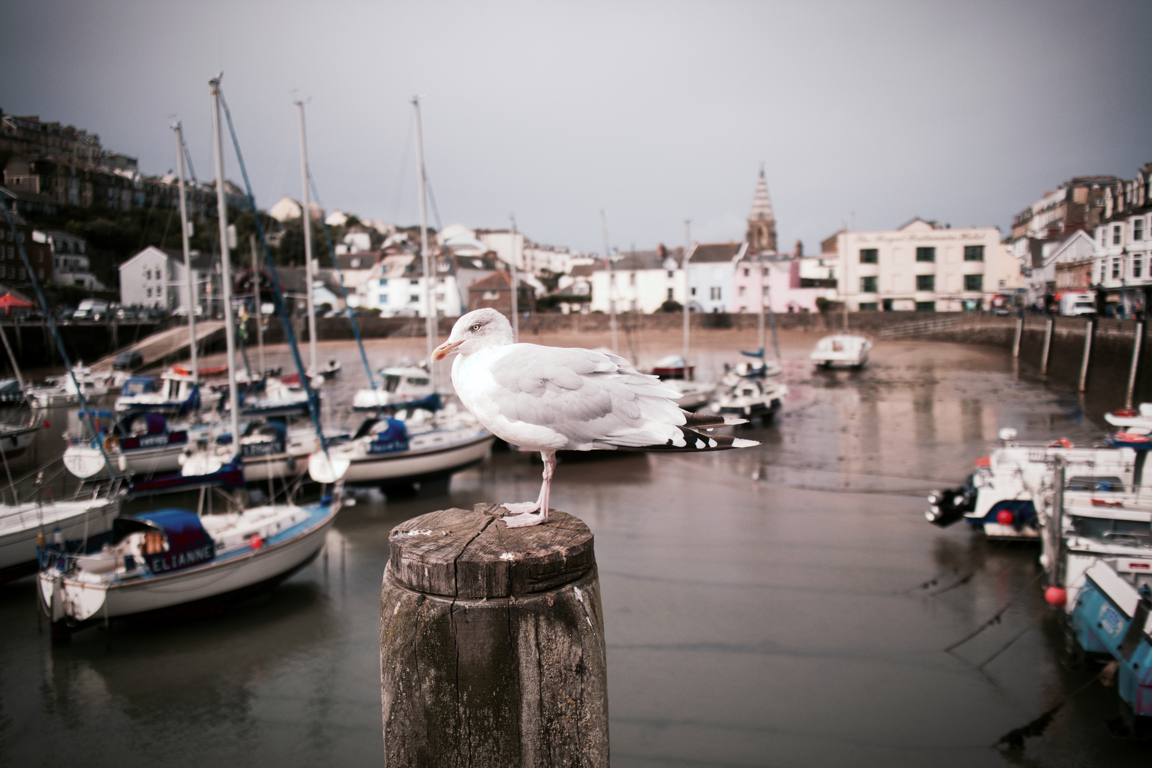 Ilfracombe03