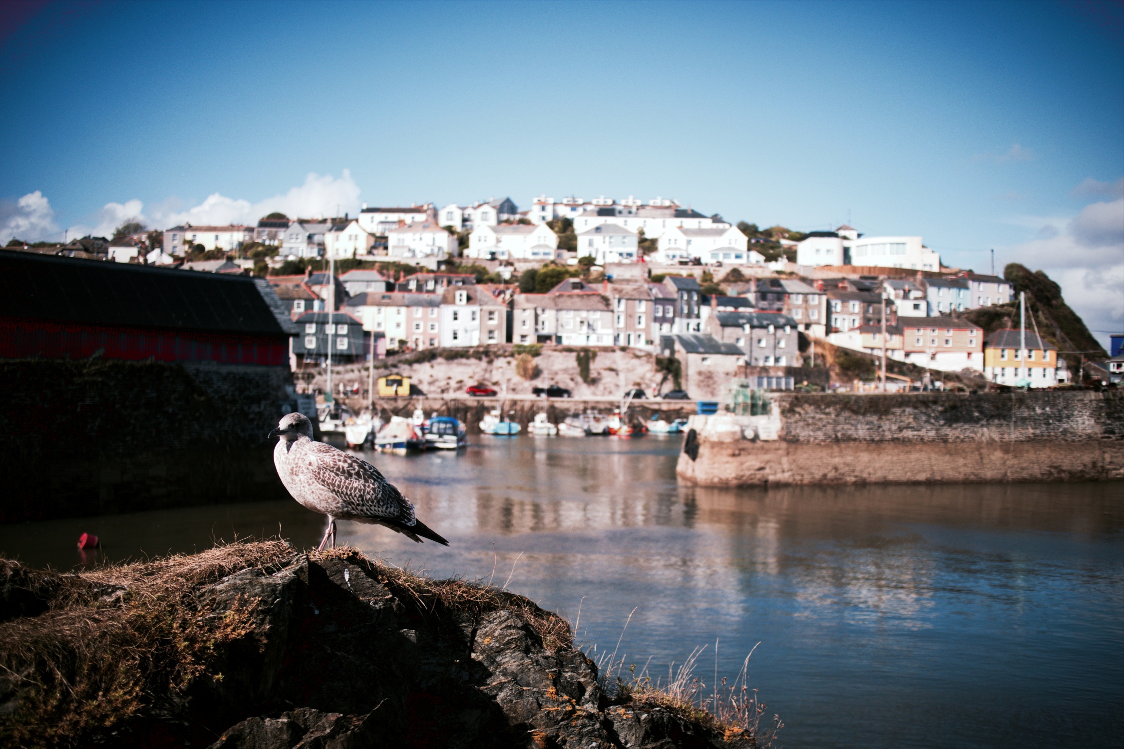 Mevagissey06